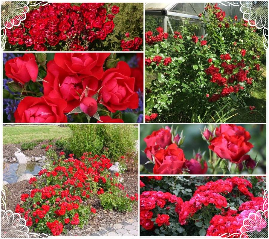 Black Forest Rose róże rabatowe